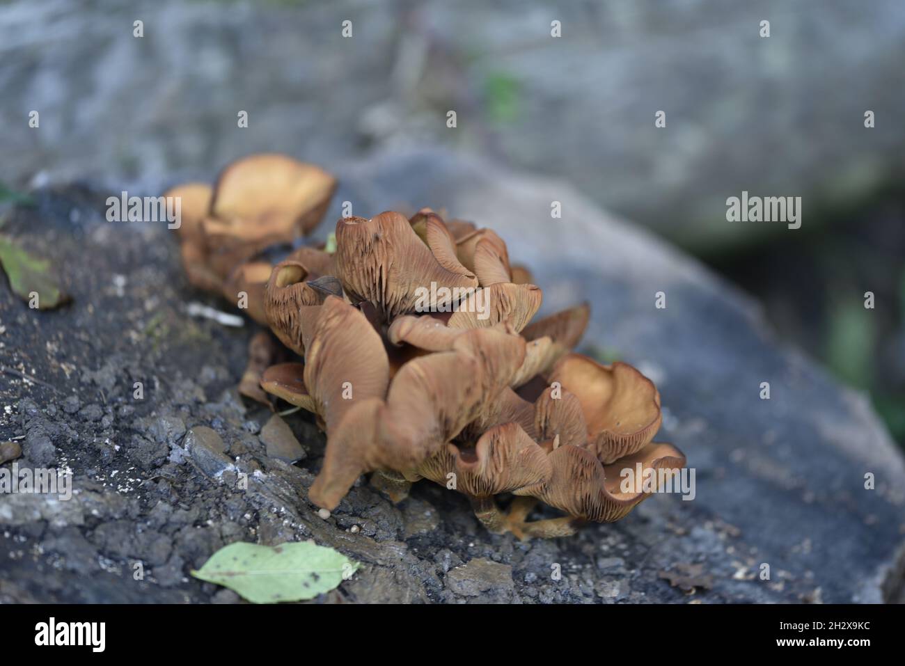 Funghi ricci bruni glillati in cima a un ceppo di alberi decadenti in Woodland in Galles, Regno Unito, nel mese di ottobre Foto Stock
