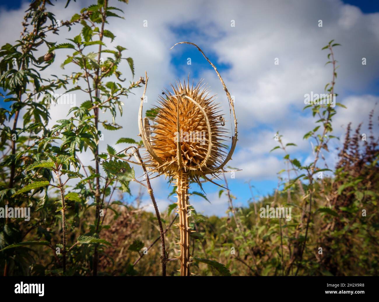 Il tazzino selvatico marrone dorato (Dipsacus fullonum) il thistle spiky prickly autunnale posto contro il cielo blu e le nuvole bianche Foto Stock
