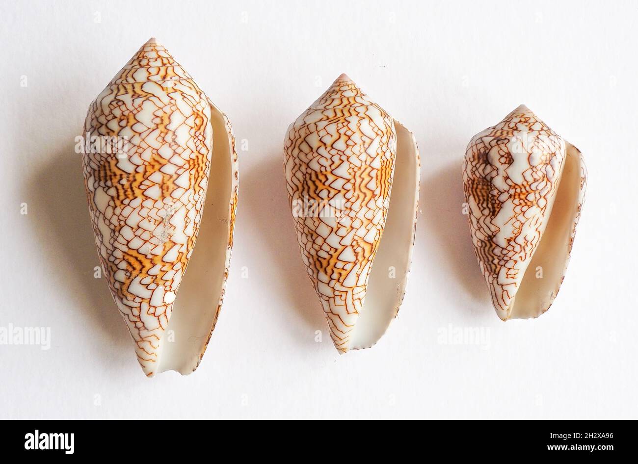 Vista apaturale delle conchiglie della lumaca del cono tessile Conus tessile un gastropod marino letalmente tossico dei mari tropicali Foto Stock