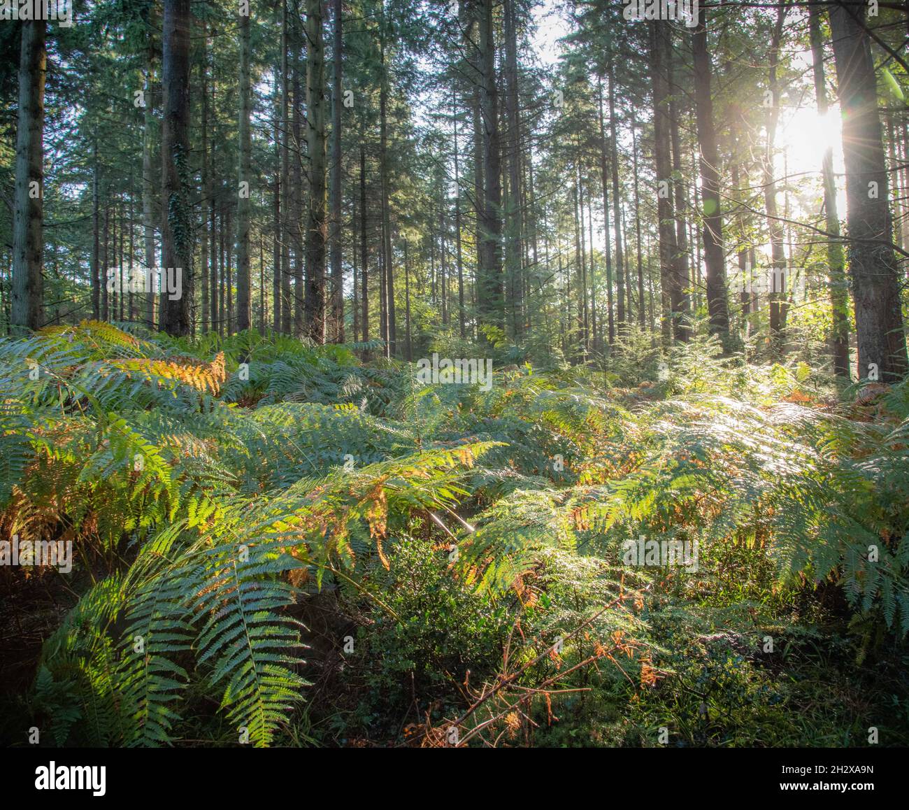 Nuovi pini forestali in autunno Foto Stock