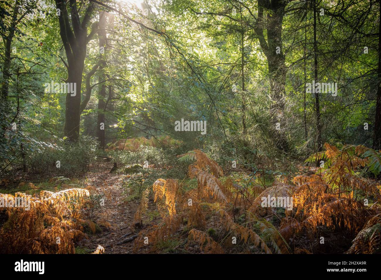 Glade illuminata al sole in New Forest, autunno Foto Stock