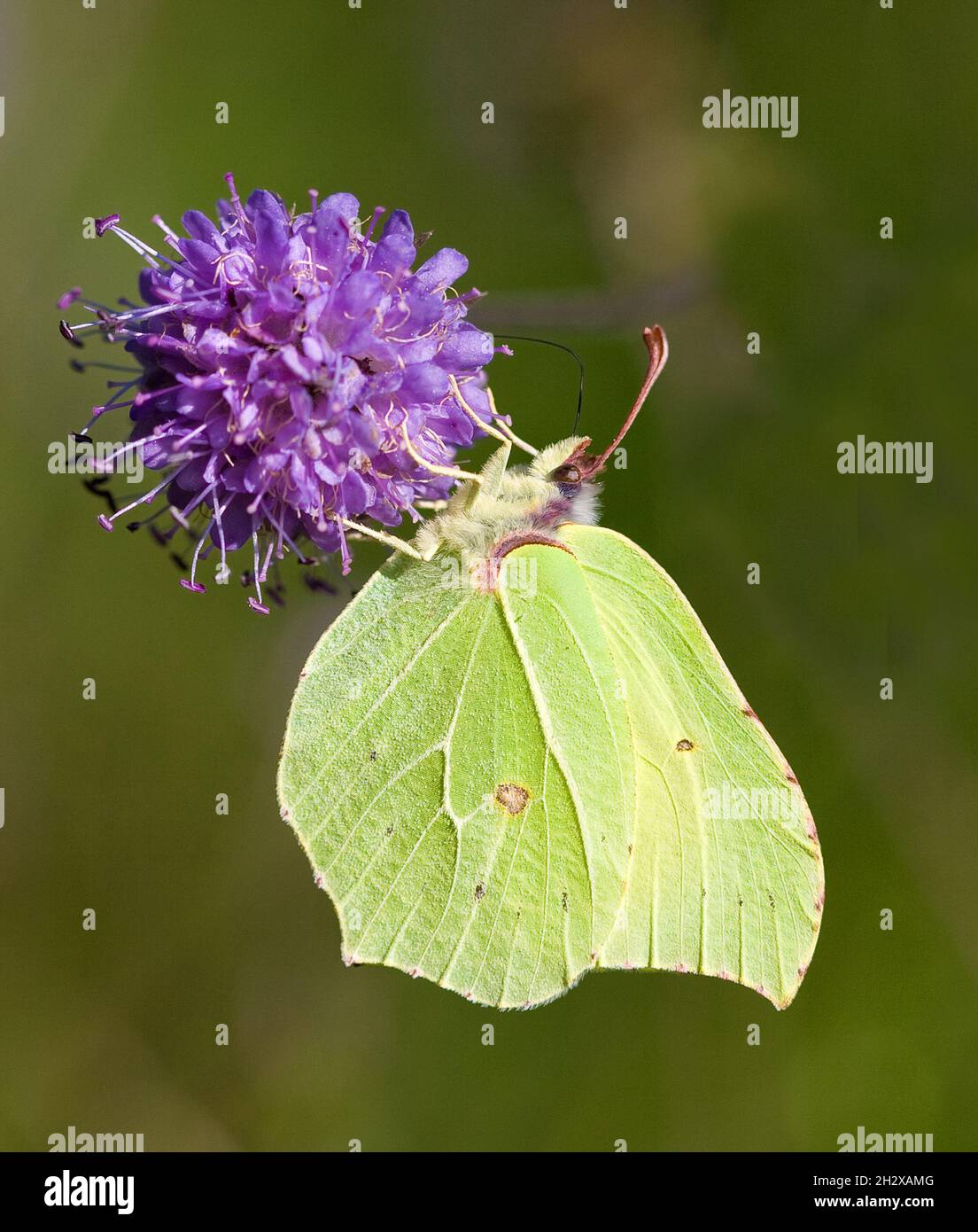 Brimstone Gonepterix rhamni si nutre di Devil's-bit Scabious a Tugley Wood nel Surrey UK Foto Stock