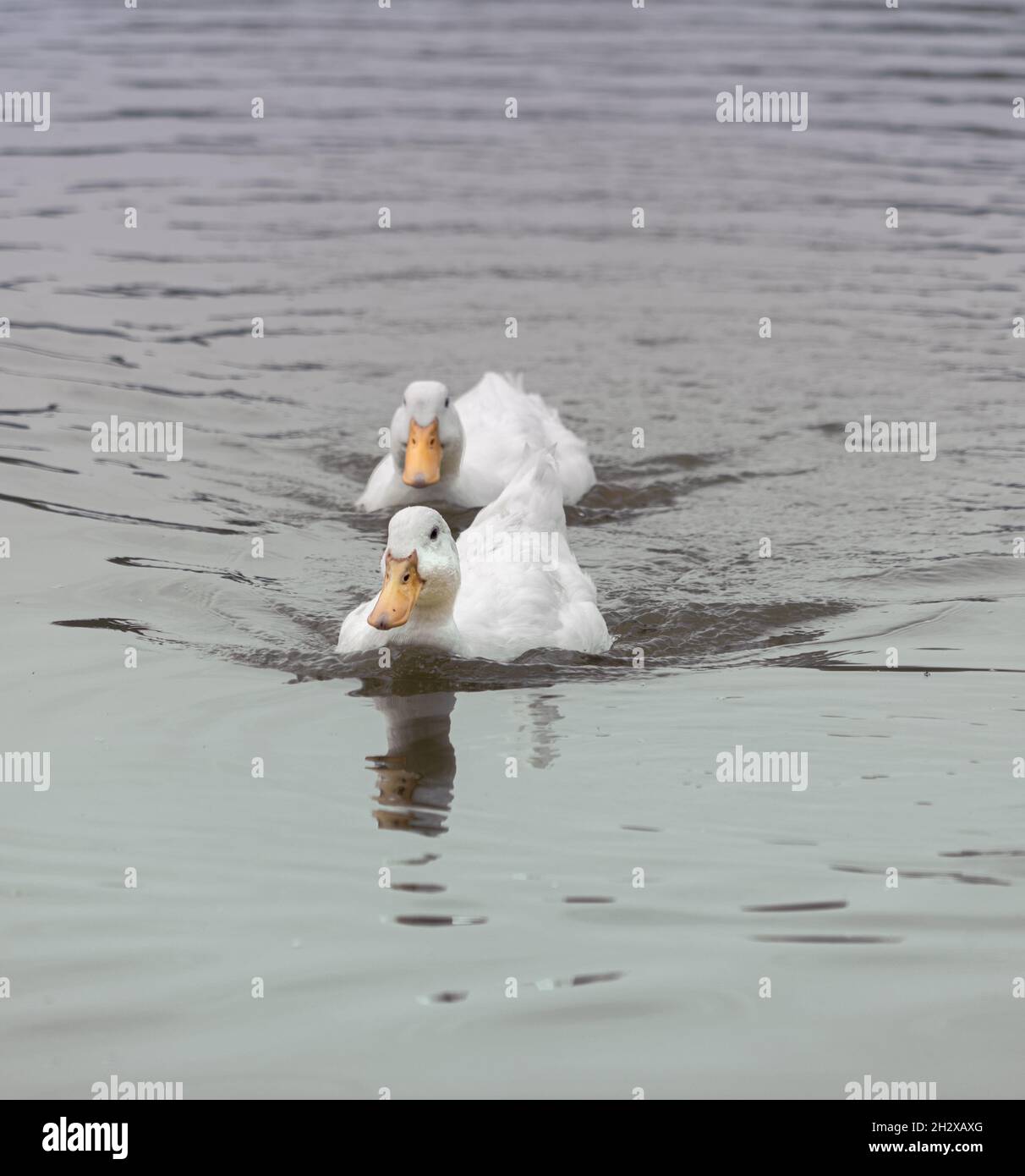 Coppia di grandi anatre bianche di Pekin Peking Aylesbury sull'acqua Foto Stock