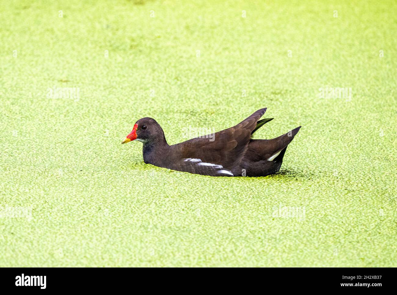 Moorhen Gallinula chloropus nuotare attraverso un laghetto coperto di anatra - Somerset UK Foto Stock