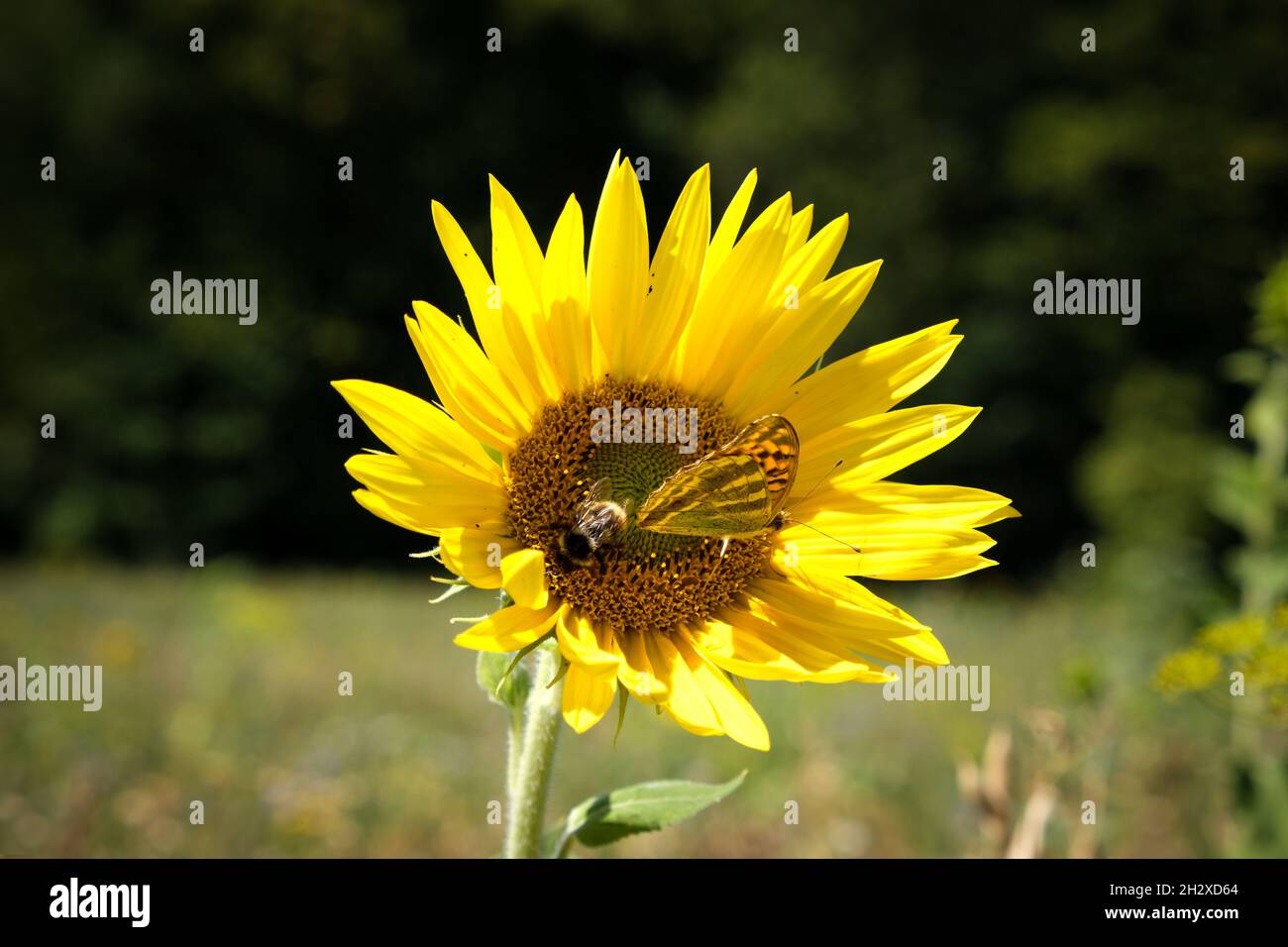 Girasole in estate con un polline che raccoglie api e farfalle Foto Stock