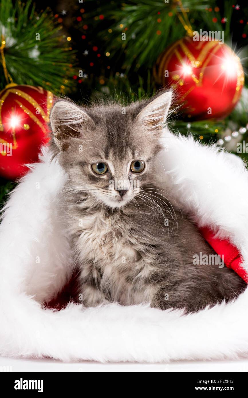 Il gatto di Natale si siede in un morbido cappello di Babbo Natale e guarda  via. Il gattino si prepara per il nuovo anno Foto stock - Alamy