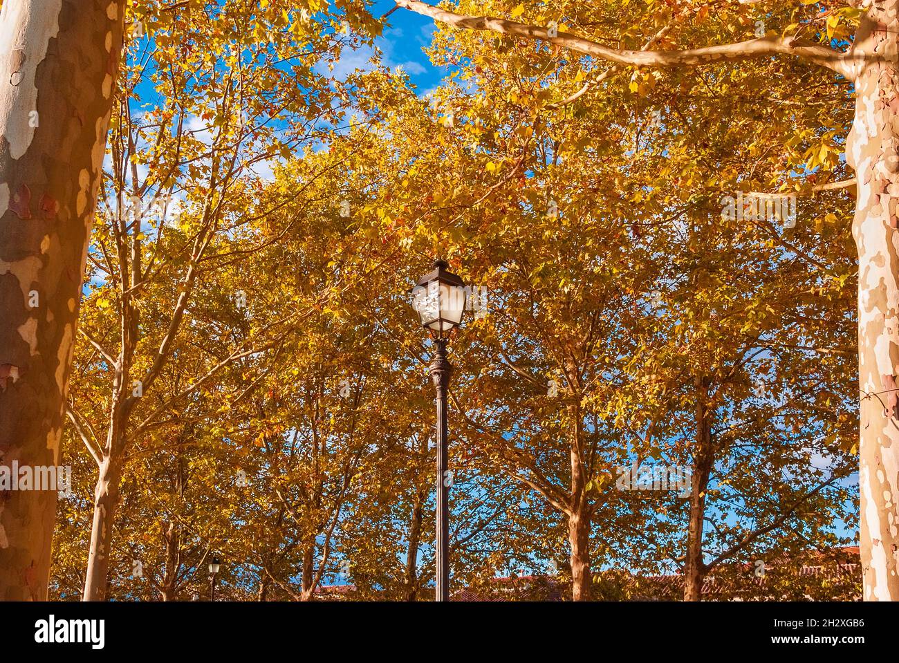 L'autunno arriva nel parco e lascia girare dal verde al marrone e giallo Foto Stock