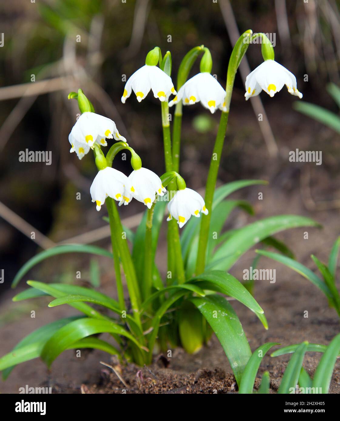 Fiocco di neve di primavera, fiocco di neve di estate o Lily di Loddon - Vernum di Leucojum Foto Stock