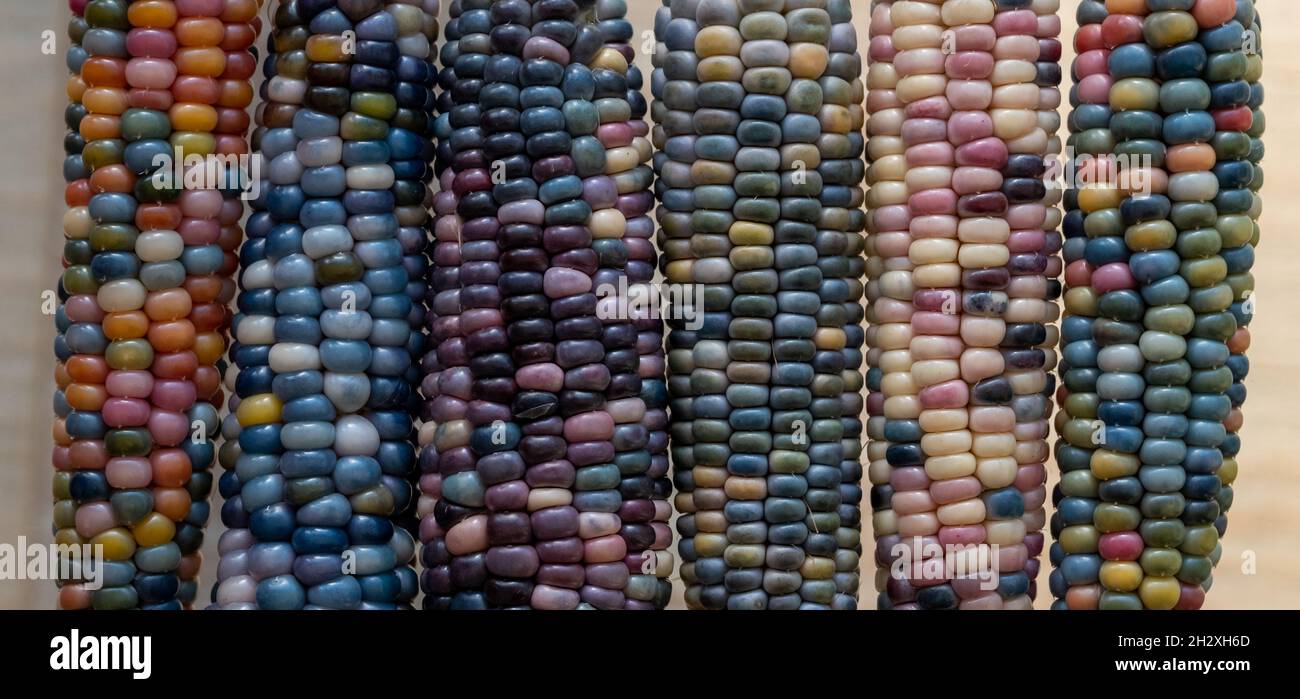 Foto macro di chicchi di granoturco in vetro di Zea Mays con chicchi color arcobaleno, coltivati su un'allotment a Londra nel Regno Unito. Foto Stock