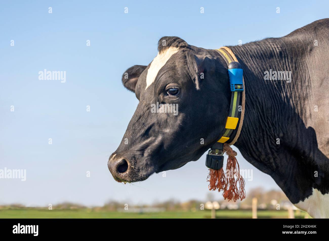 Ritratto di profil di mucca, testa bianca e nera e sfondo cielo azzurro pallido Foto Stock