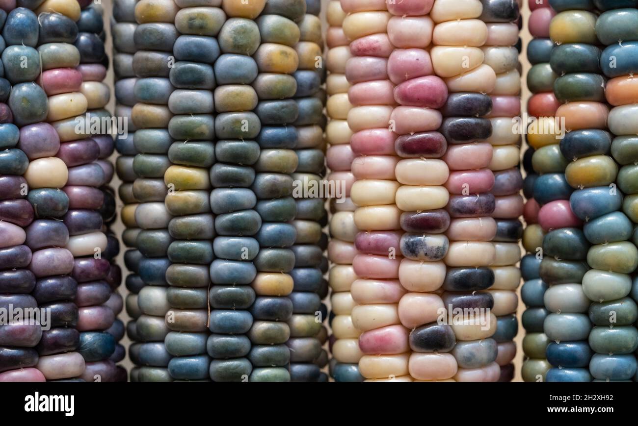 Foto macro di chicchi di granoturco in vetro di Zea Mays con chicchi color arcobaleno, coltivati su un'allotment a Londra nel Regno Unito. Foto Stock
