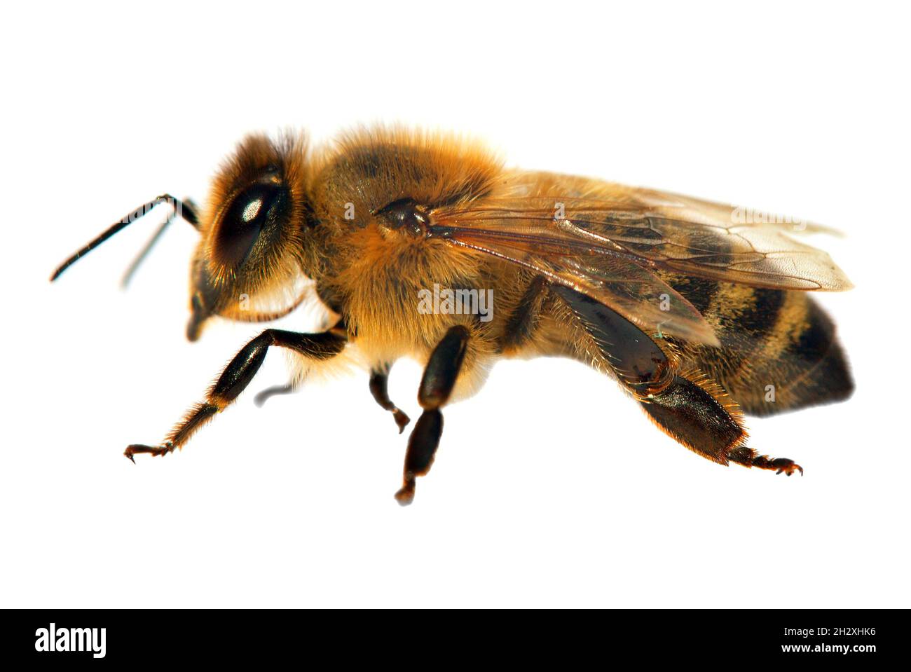 Particolare di ape o di ape in latino Apis mellifera, europeo o occidentale ape miele isolato su sfondo bianco Foto Stock