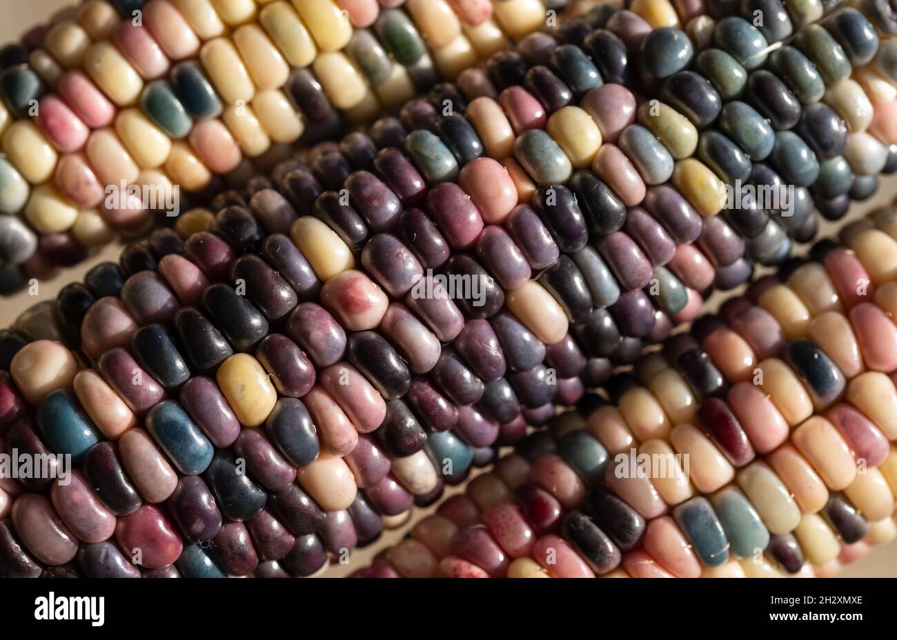 Foto macro di chicchi di granoturco in vetro di Zea Mays con chicchi color arcobaleno, coltivati su un'allotment a Londra nel Regno Unito. Foto Stock
