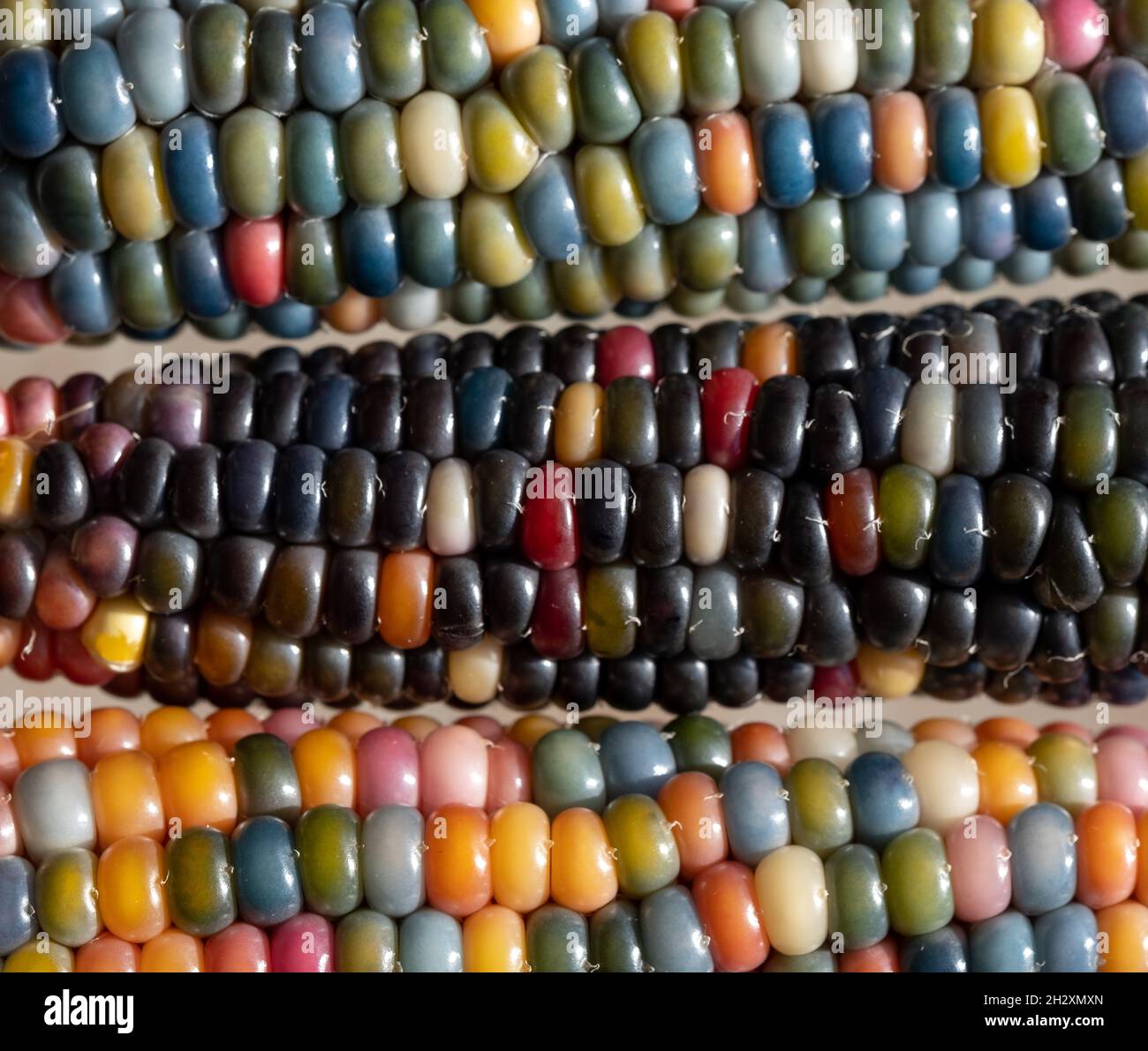 Foto macro di chicchi di granoturco in vetro di Zea Mays con chicchi color arcobaleno, coltivati su un'allotment a Londra nel Regno Unito. Foto Stock