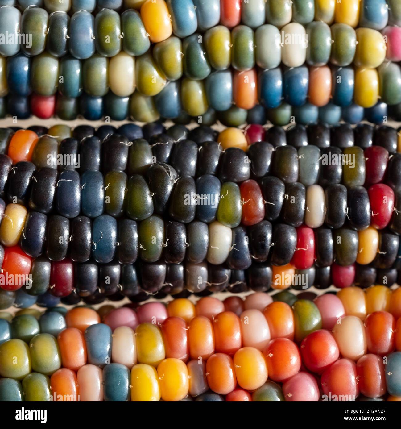 Foto macro di chicchi di granoturco in vetro di Zea Mays con chicchi color arcobaleno, coltivati su un'allotment a Londra nel Regno Unito. Foto Stock