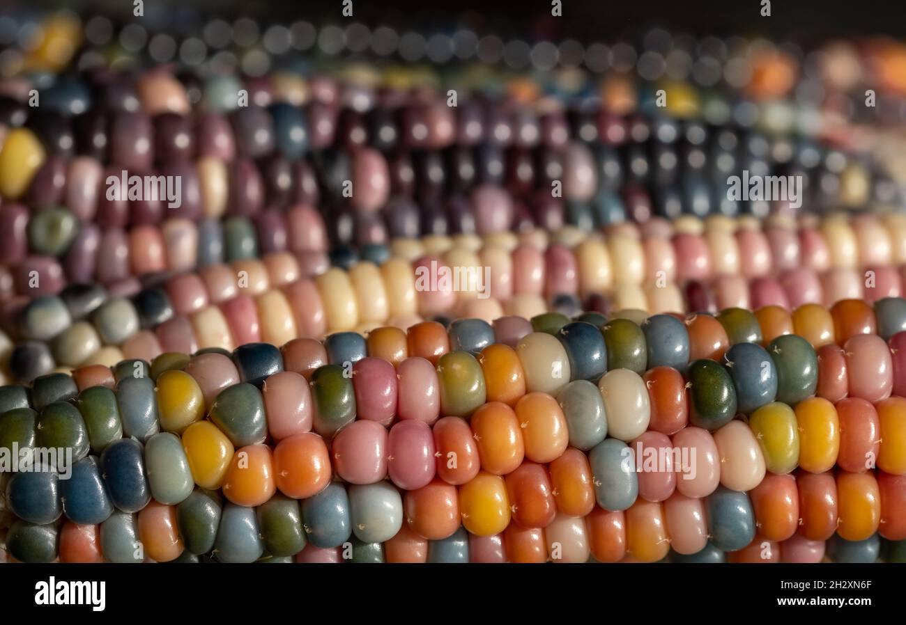Foto macro di chicchi di granoturco in vetro di Zea Mays con chicchi color arcobaleno, coltivati su un'allotment a Londra nel Regno Unito. Foto Stock