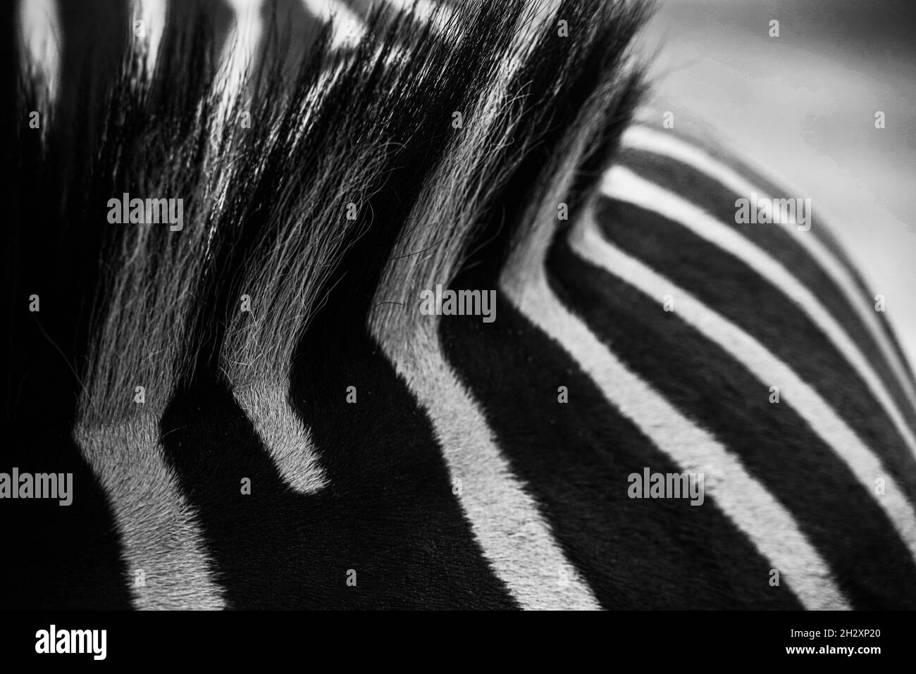 Sfondo del modello Zebra. Foto di alta qualità Foto Stock