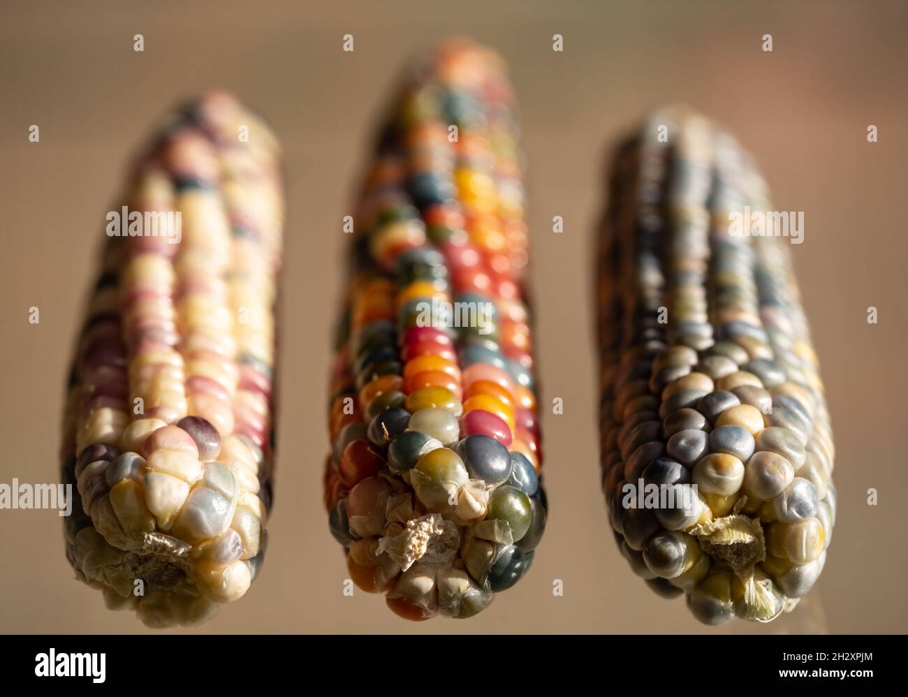 Foto macro di chicchi di granoturco in vetro di Zea Mays con chicchi color arcobaleno, coltivati su un'allotment a Londra nel Regno Unito. Foto Stock