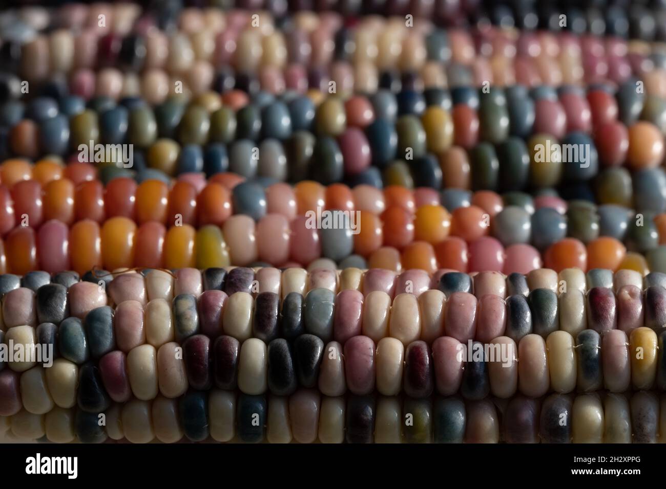 Foto macro di chicchi di granoturco in vetro di Zea Mays con chicchi color arcobaleno, coltivati su un'allotment a Londra nel Regno Unito. Foto Stock
