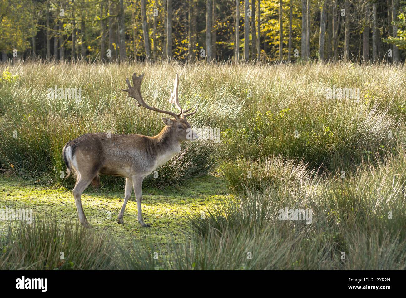 Un cervo bello è in piedi e guardare nella natura libera in una giornata di sole. Foto Stock