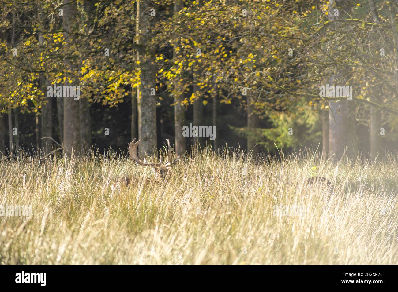 Un cervo è in erba alta, godendo la sua libertà nella natura in una giornata di sole. Foto Stock