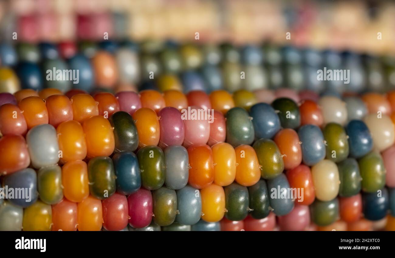 Foto macro di chicchi di granoturco in vetro di Zea Mays con chicchi color arcobaleno, coltivati su un'allotment a Londra nel Regno Unito. Foto Stock