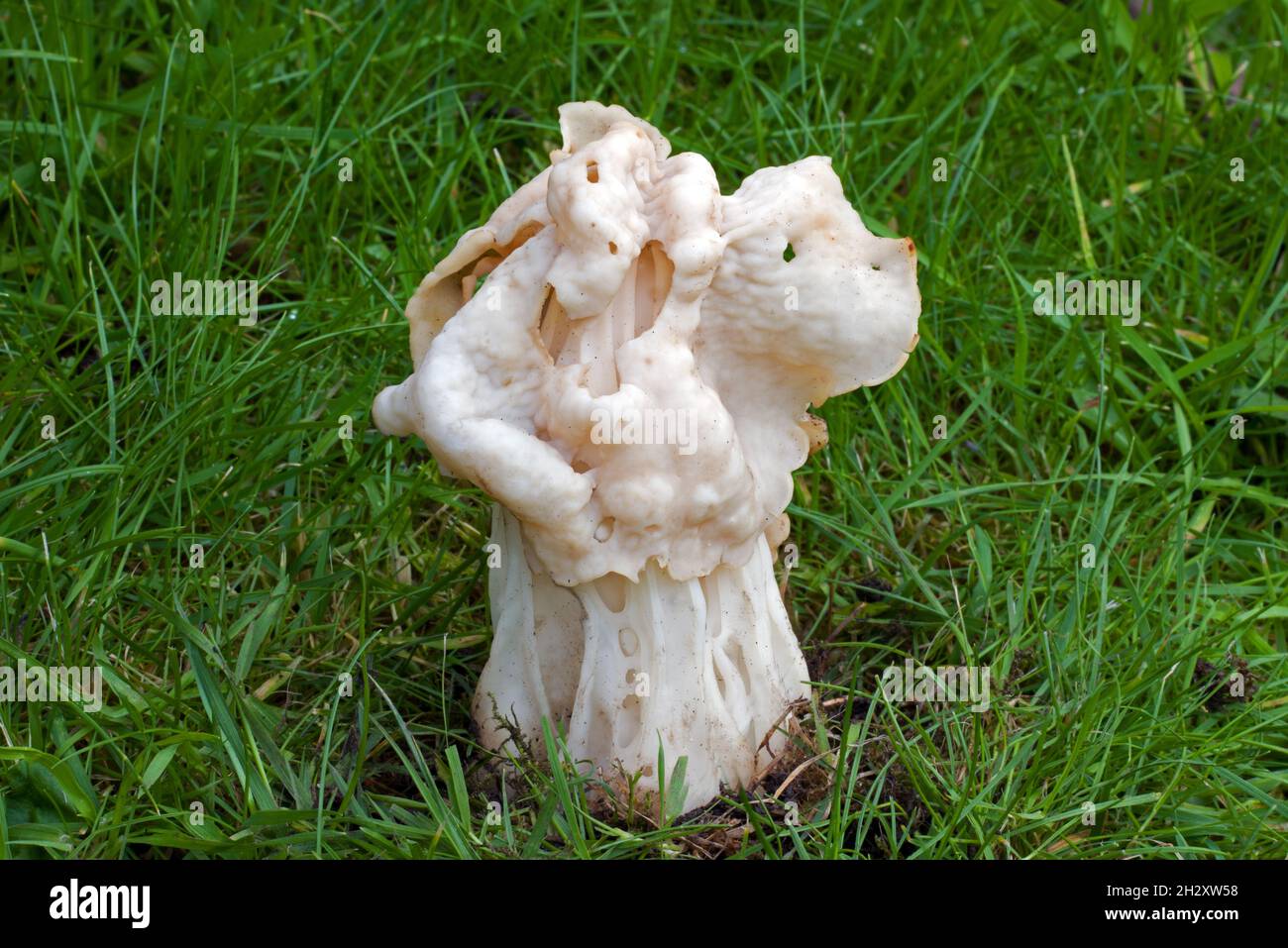 Helvella crisa (sella bianca) è un fungo ascomycete che cresce nelle praterie così come nelle foreste umide di latifoglie. Foto Stock