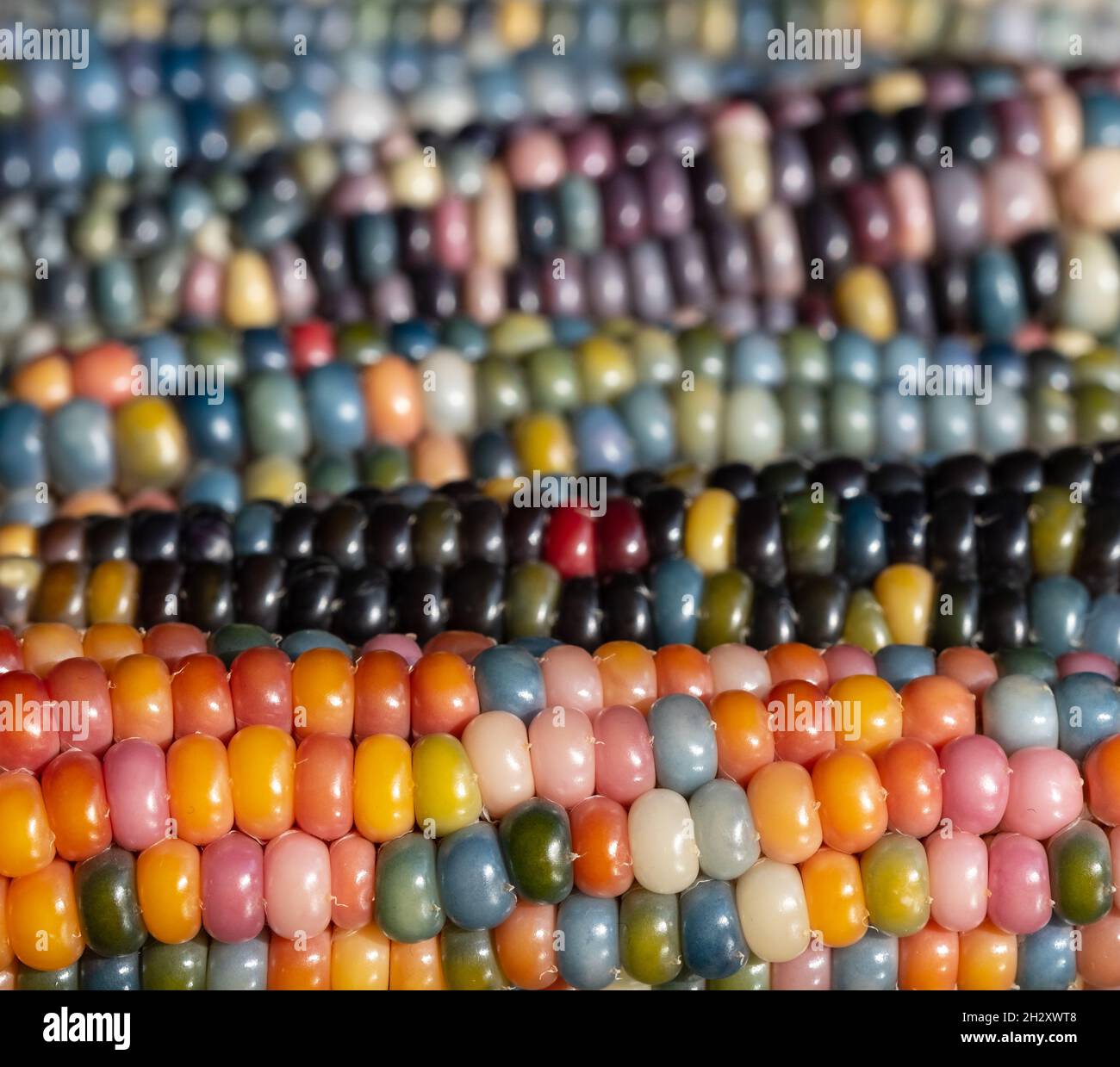 Foto macro di chicchi di granoturco in vetro di Zea Mays con chicchi color arcobaleno, coltivati su un'allotment a Londra nel Regno Unito. Foto Stock