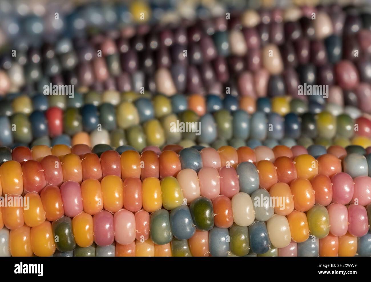 Foto macro di chicchi di granoturco in vetro di Zea Mays con chicchi color arcobaleno, coltivati su un'allotment a Londra nel Regno Unito. Foto Stock