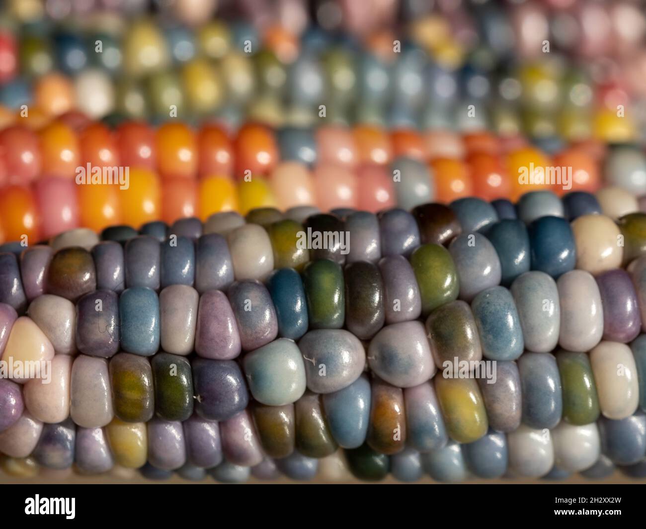 Foto macro di chicchi di granoturco in vetro di Zea Mays con chicchi color arcobaleno, coltivati su un'allotment a Londra nel Regno Unito. Foto Stock