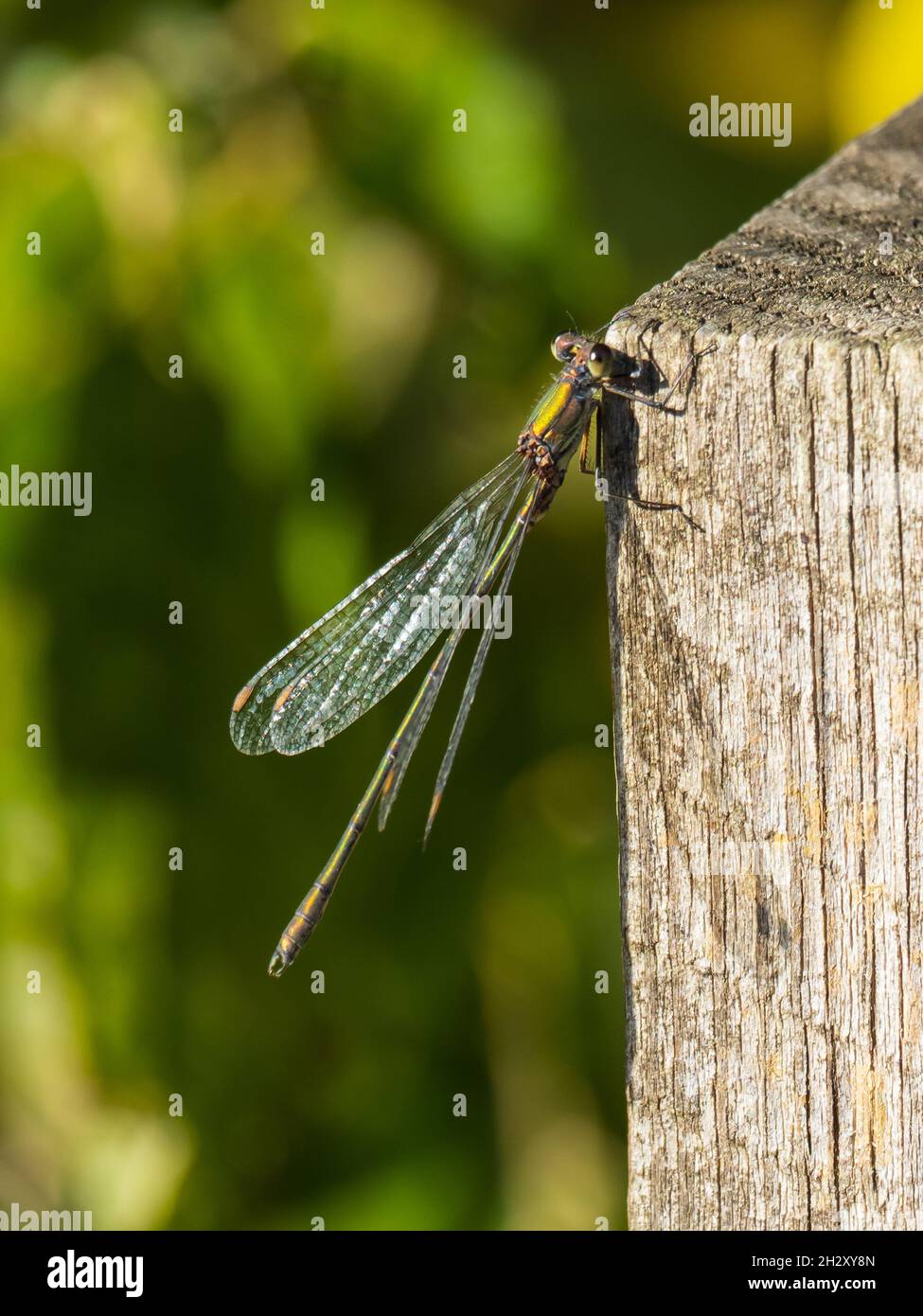 Chalcolestes viridis, il Willow Emerald Damselfly, poggiato su un posto di recinzione a RSPB Titchwell Marsh, Norfolk, Regno Unito. Foto Stock