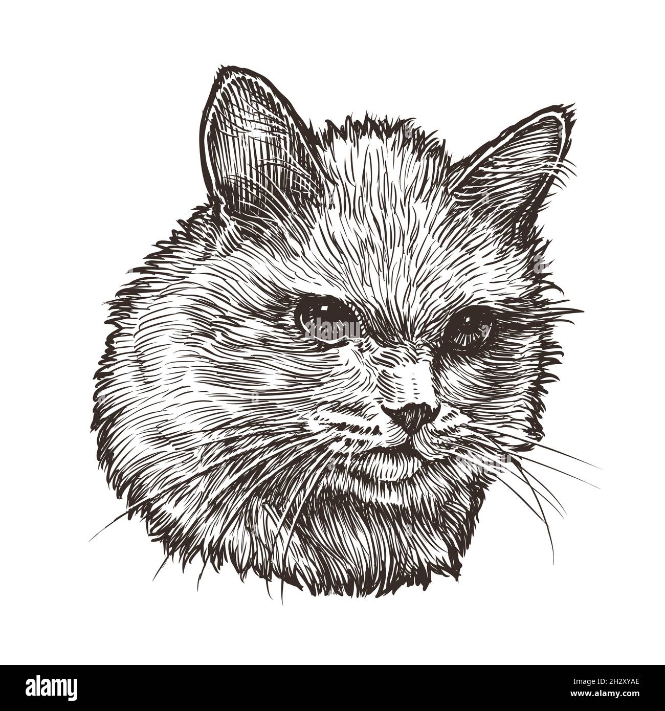 Disegno a mano ritratto Cat. Illustrazione vettoriale del gitten soffice Illustrazione Vettoriale