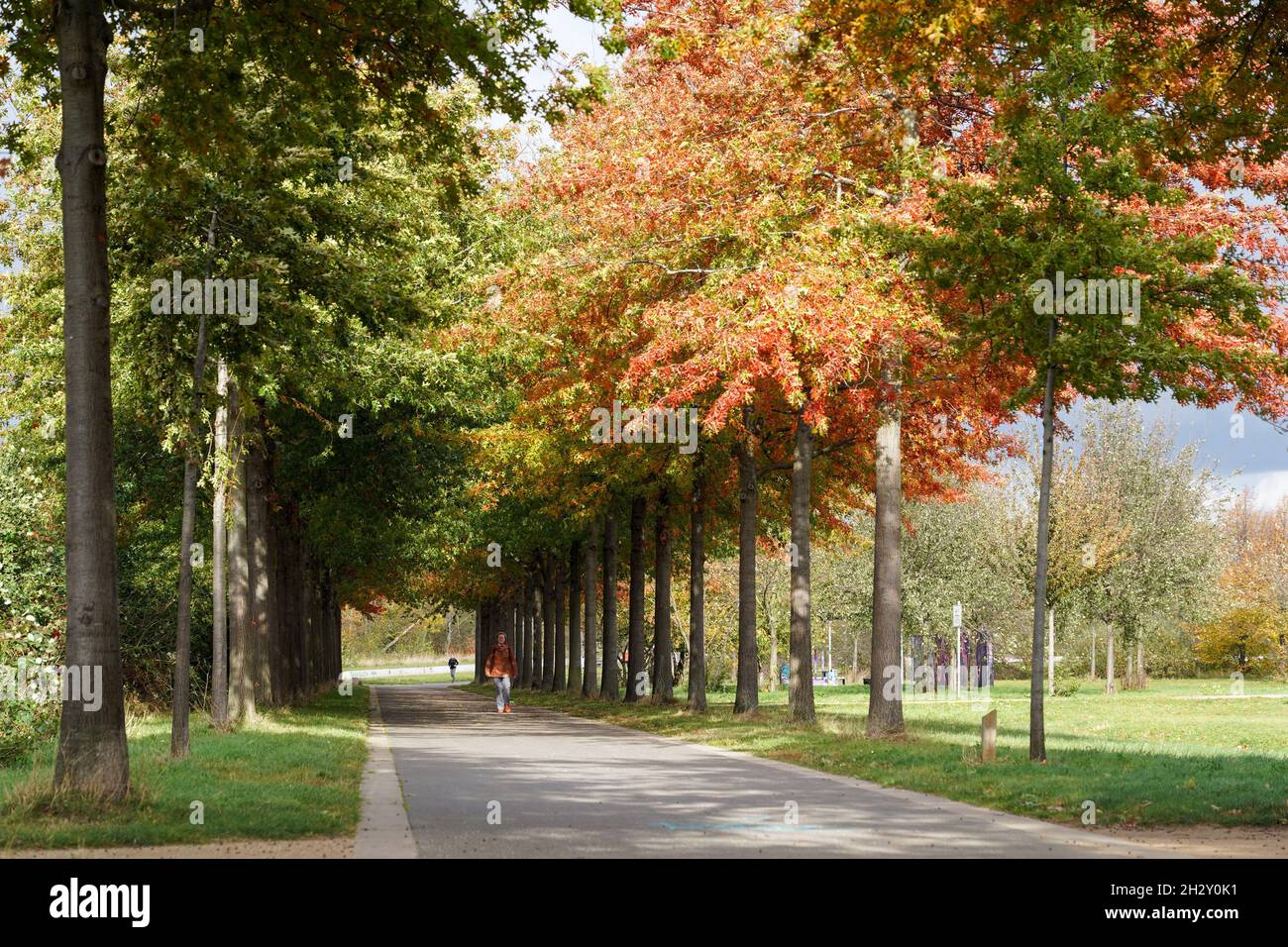 Lipsia, Germania. 23 ottobre 2021. Un viale di alberi nel 'Grüner Bogen Paunsdorf'. Il sito è un'area paesaggistica nella parte nord-orientale di Lipsia. Il concetto generale di architettura paesaggistica per il sito è risultato da una competizione di pianificazione urbanistica e paesaggistica nel 2000, dopo la quale aree ricreative di alta qualità sono state create da terreni agricoli e militari in congiunzione con strategie di conservazione della natura. Credit: Peter Endig/dpa-Zentralbild/ZB/dpa/Alamy Live News Foto Stock