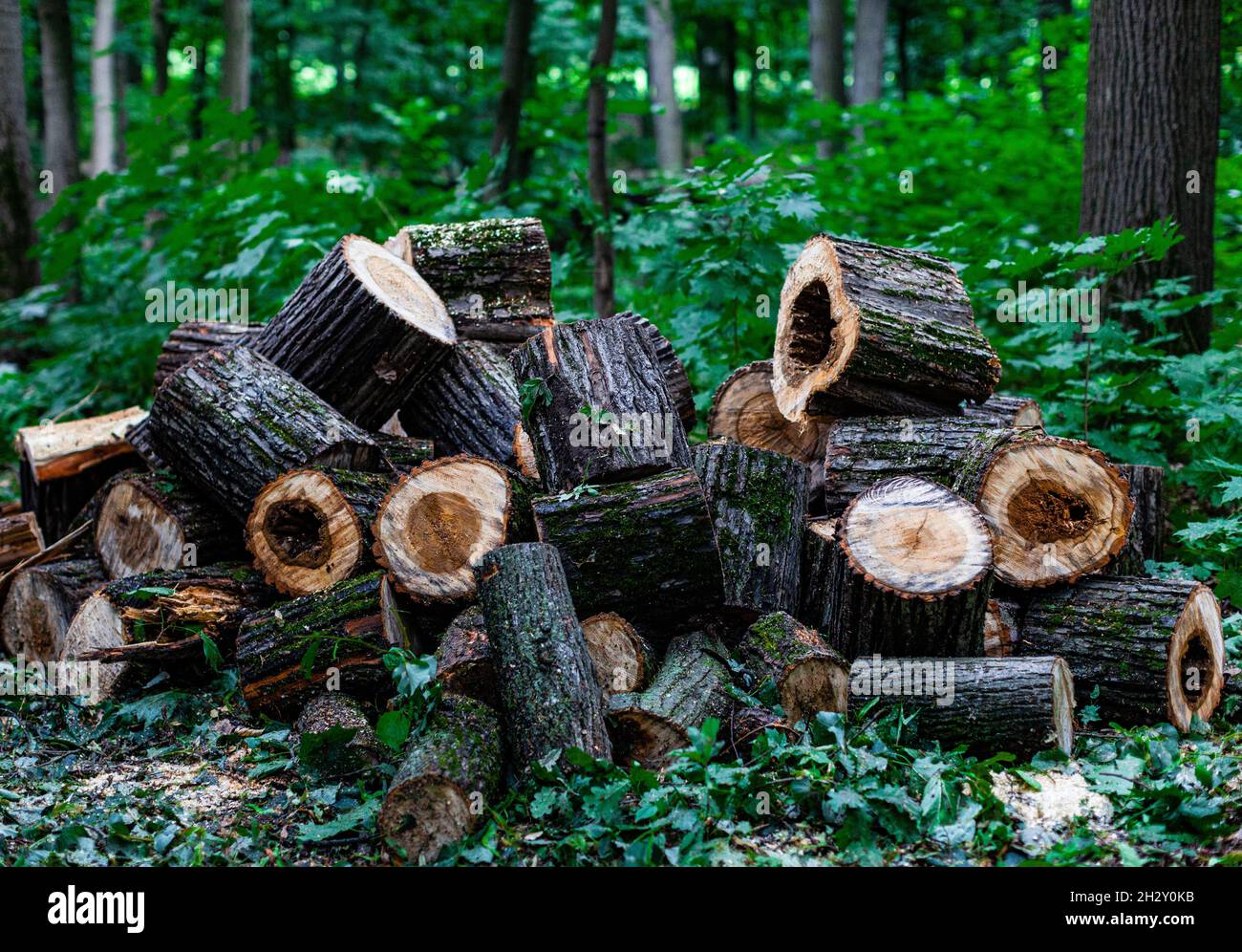 tronchi di sega giacciono sull'erba nella foresta. Foto di alta qualità Foto Stock