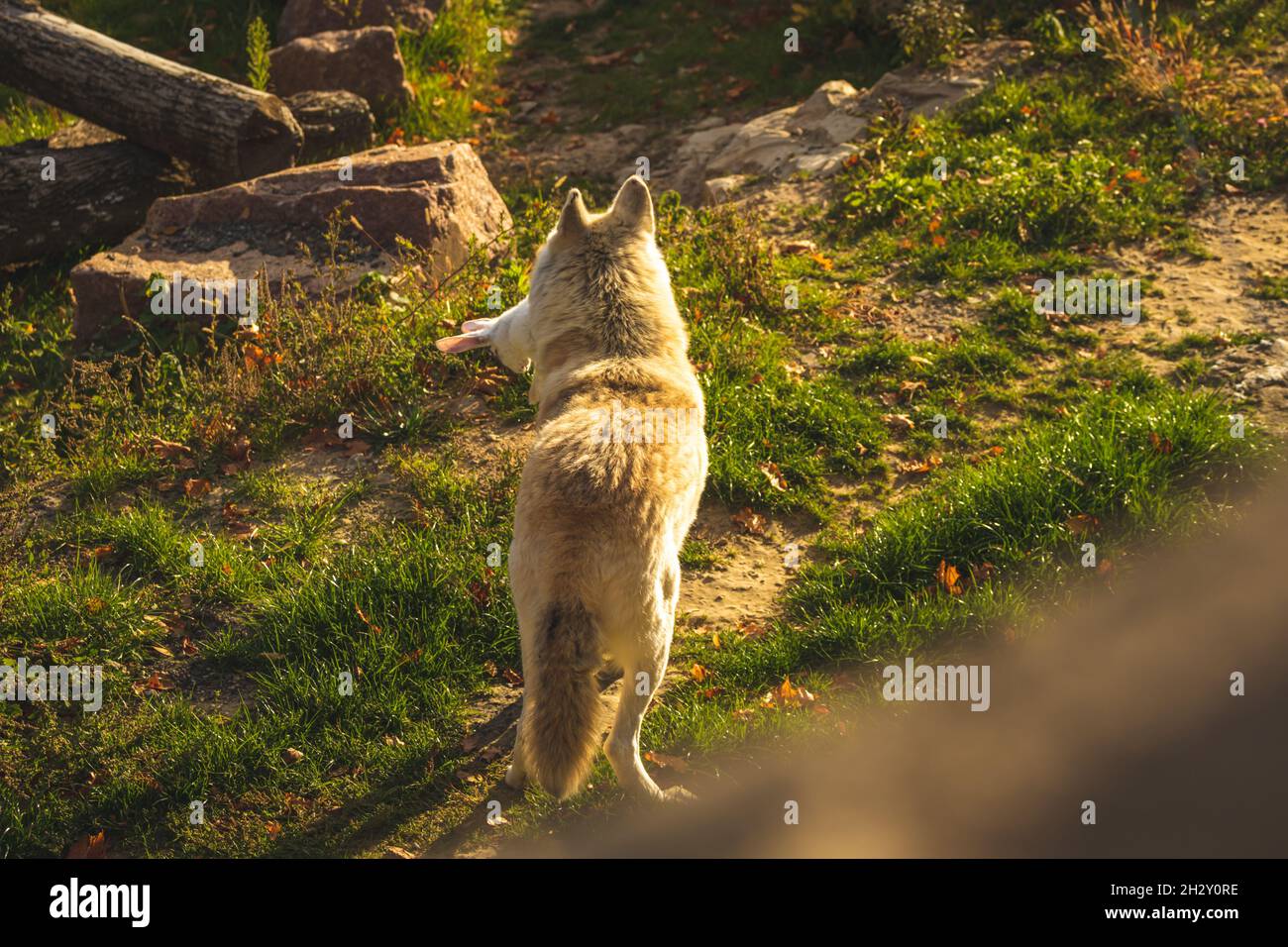 Lupo bianco vista posteriore nella foresta natura al tramonto luci sfondo foto Foto Stock