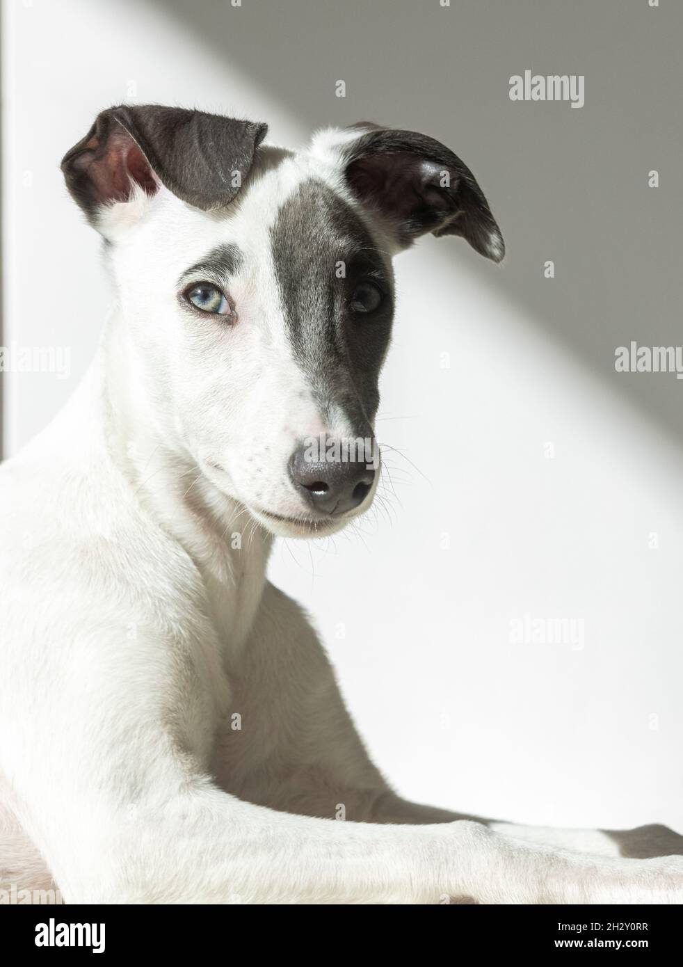 Carino cucciolo di frusta in posa Foto Stock