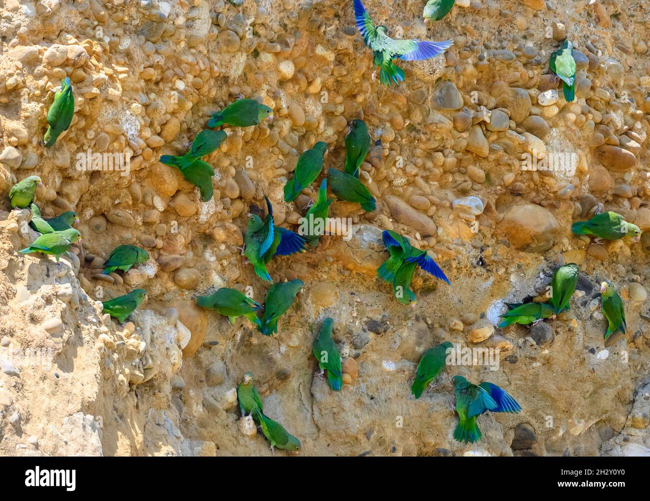 Un gregge di parakeets alati di cobalto (Brogeris cyanoptera) che si nutrono di sale su un crick di argilla della riva del fiume Amazzone. Madre de Dios, Perù, Sud America. Foto Stock