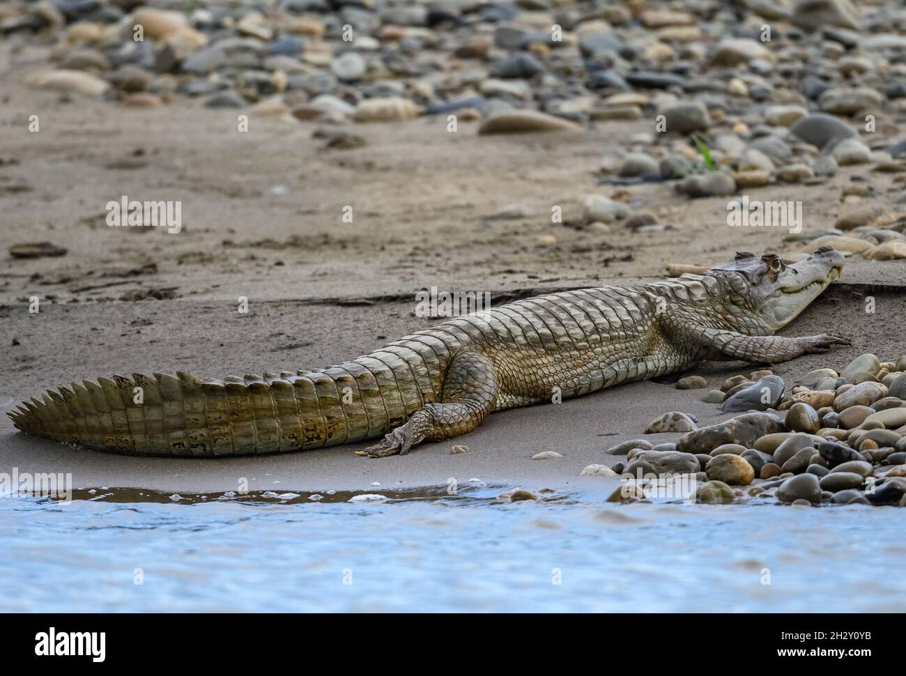Un Caiman Nero (Melanosuchus niger) che riposa sulla riva del fiume. Amazzonia peruviana, Parco Nazionale Manu, Madre de Dios, Perù. Foto Stock