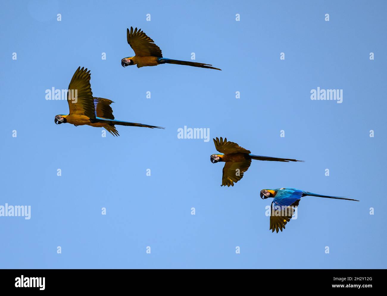 Un gregge di mahaws blu e giallo (Ara ararauna) che vola in testa a Blanquillo Clay Lick, Manu National Park, Madre de Dios, Perù. Foto Stock