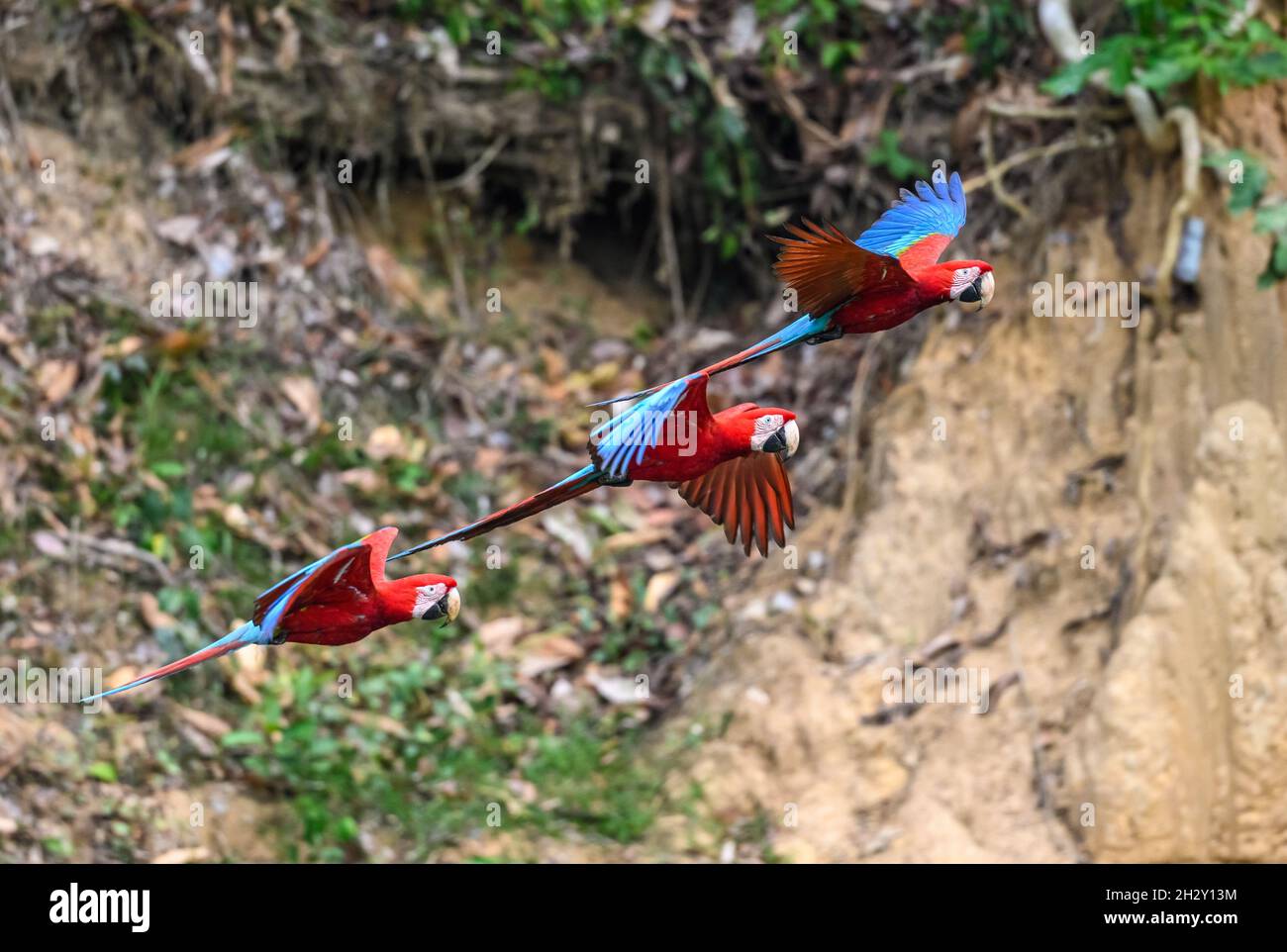 Tre Macaws rossi e verdi (Ara chloropterus) che volano a Blanquillo Clay Lick, Manu National Park, Madre de Dios, Perù. Foto Stock