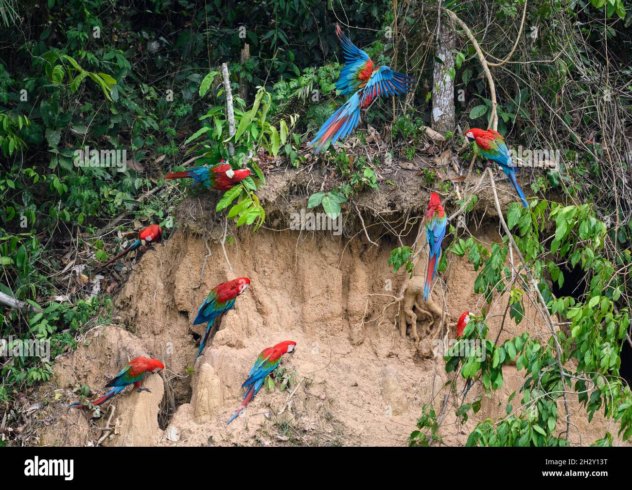 Macaws rosso-e-verde (Ara chloropterus) che si nutrono sull'argilla a Blanquillo Clay Lick, Manu National Park, Madre de Dios, Perù. Foto Stock