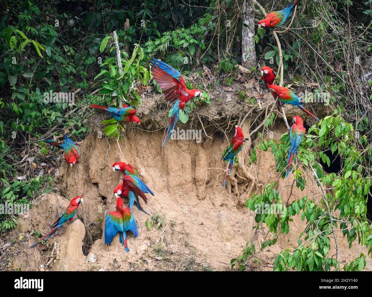 Macaws rosso-e-verde (Ara chloropterus) che si nutrono sull'argilla a Blanquillo Clay Lick, Manu National Park, Madre de Dios, Perù. Foto Stock