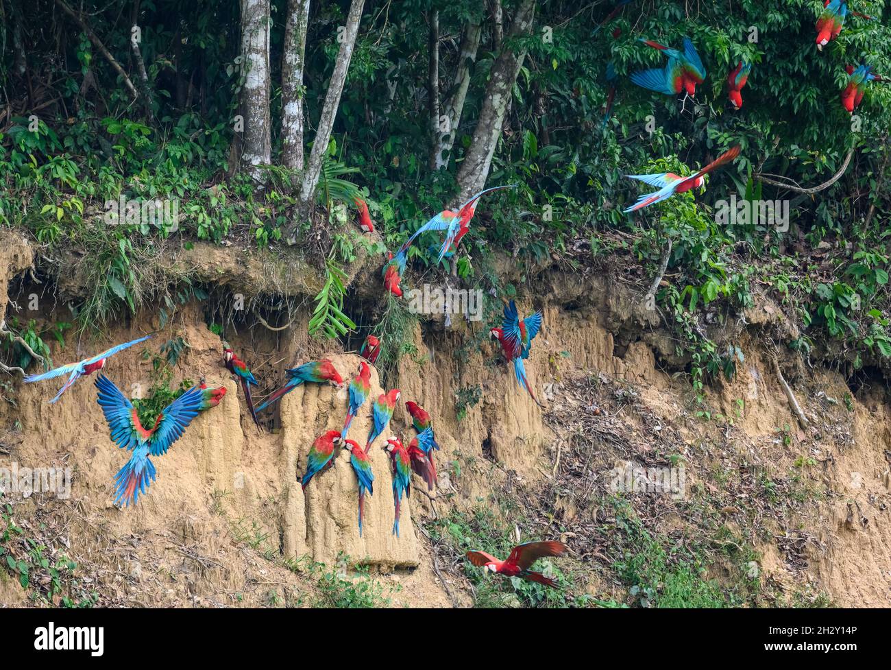 Macaws rosso-e-verde (Ara chloropterus) che si nutrono sull'argilla a Blanquillo Clay Lick, Manu National Park, Madre de Dios, Perù. Foto Stock