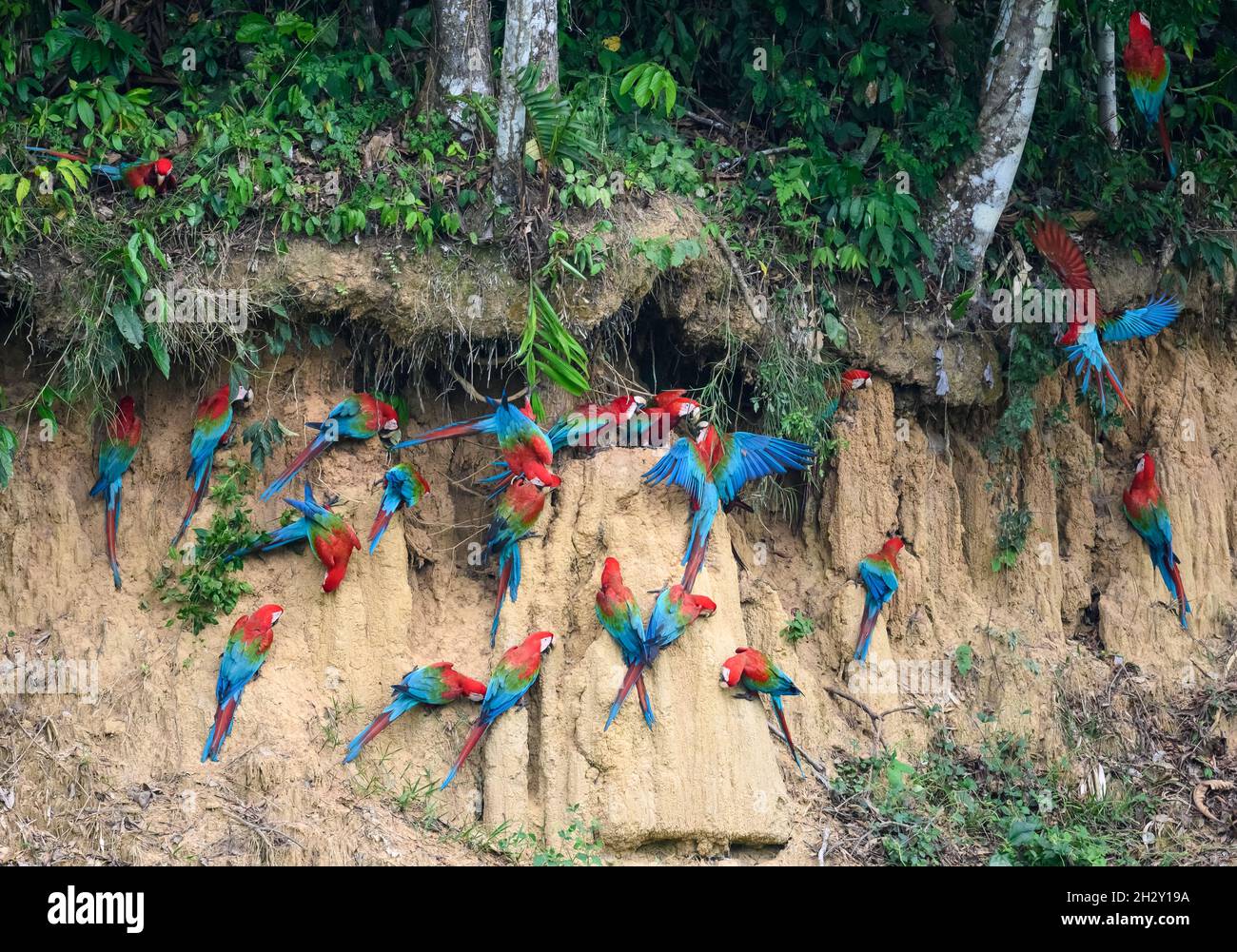 Macaws rosso-e-verde (Ara chloropterus) che si nutrono sull'argilla a Blanquillo Clay Lick, Manu National Park, Madre de Dios, Perù. Foto Stock