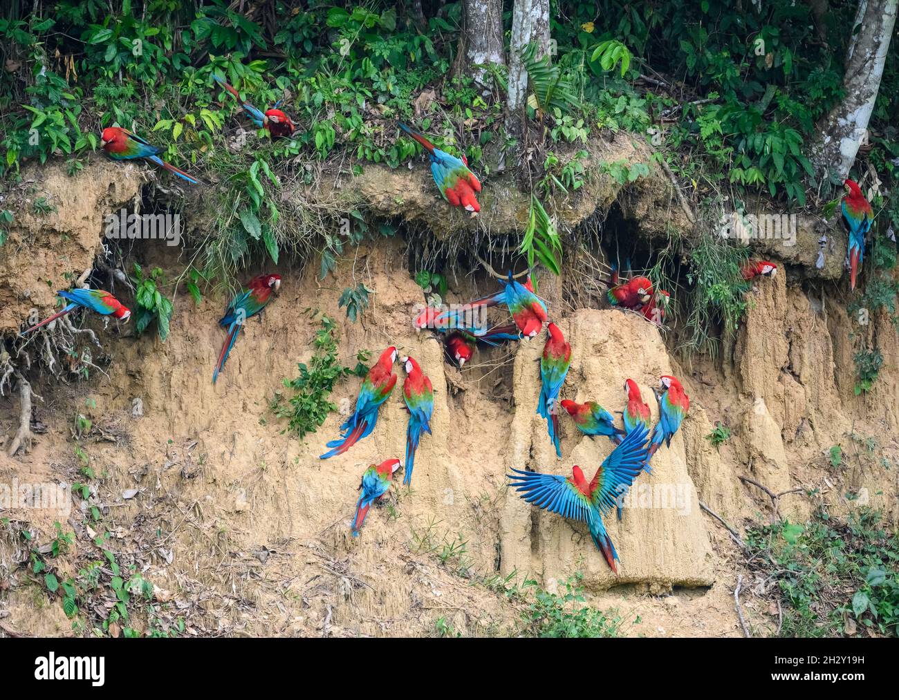 Macaws rosso-e-verde (Ara chloropterus) che si nutrono sull'argilla a Blanquillo Clay Lick, Manu National Park, Madre de Dios, Perù. Foto Stock