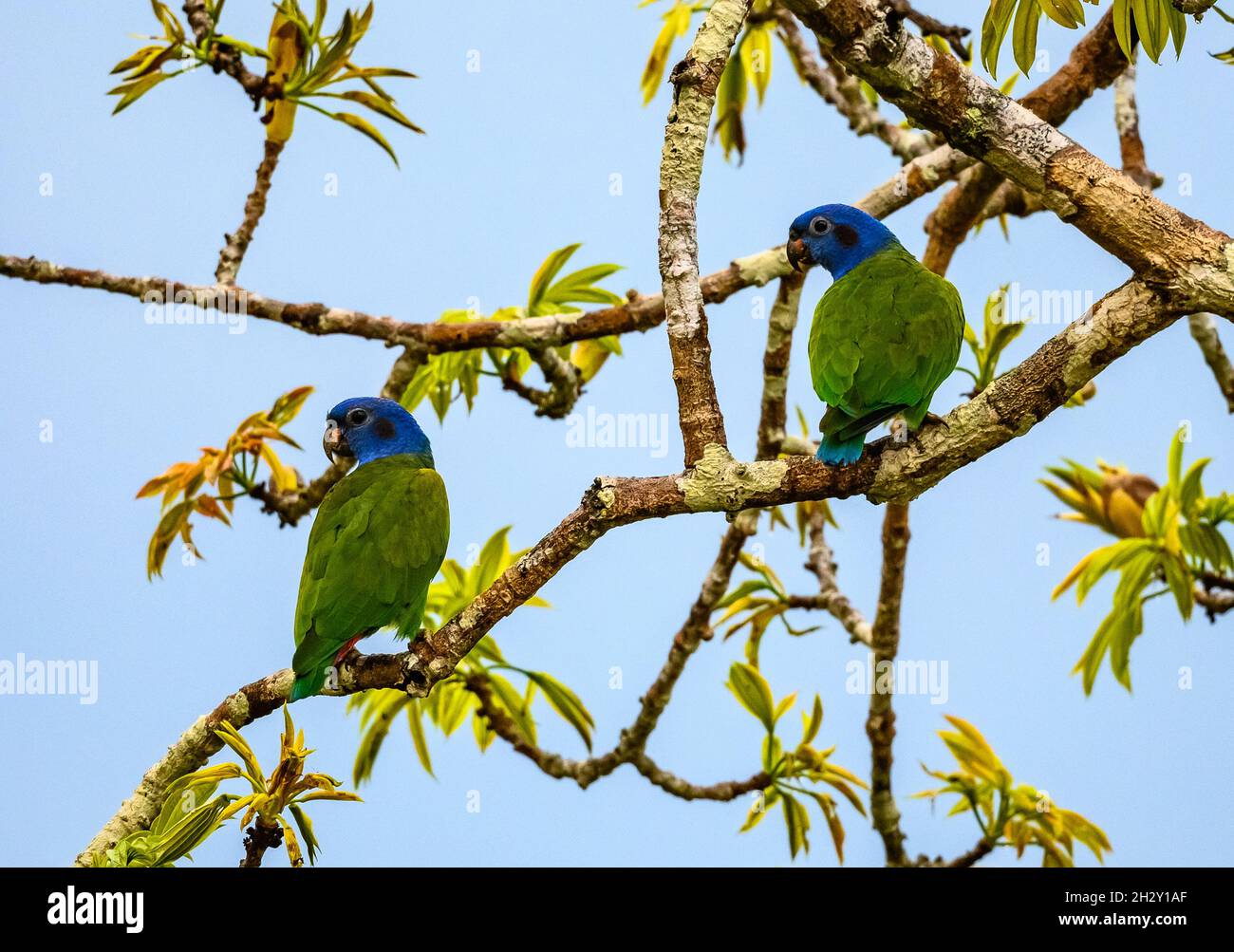 Un paio di pappagalli a testa blu (Pionus menstruus) arroccato su albero. Amazzonia peruviana, Madre de Dios, Perù. Foto Stock