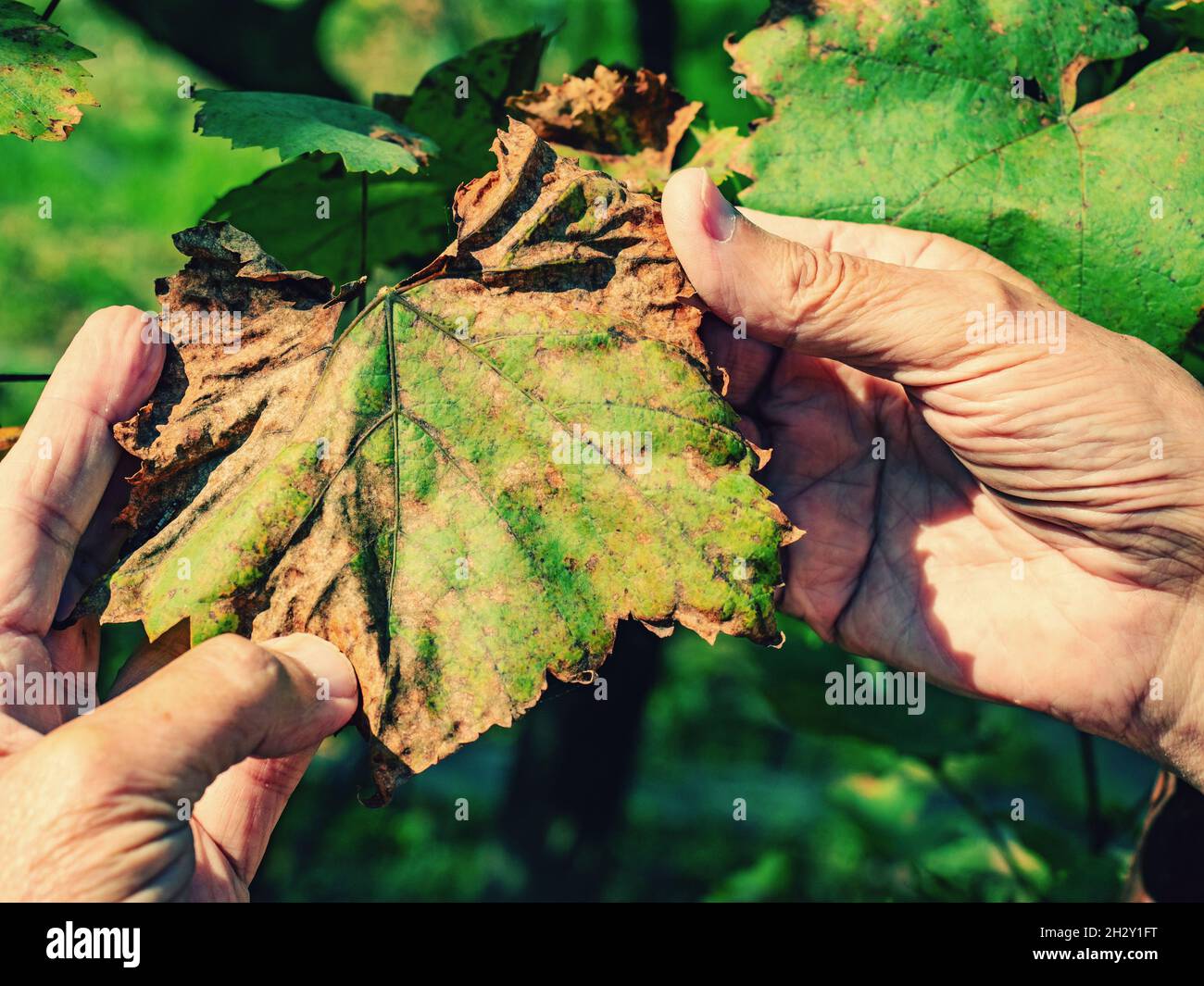 Foglie secche di una giovane piantina d'uva. Malattie della vigna, problemi contadini Foto Stock