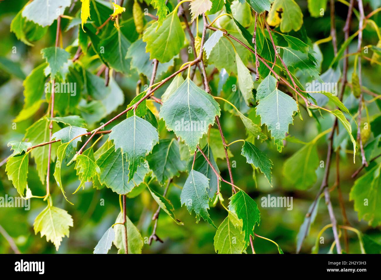 Betulla d'argento (betula pendula), primo piano delle foglie verdi dell'albero. Foto Stock
