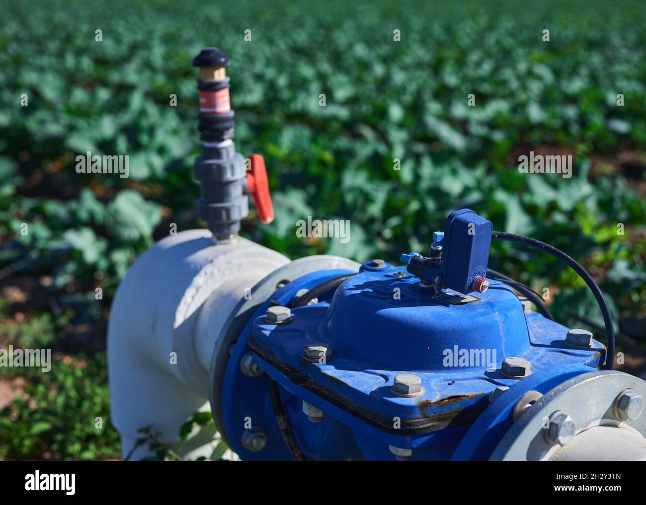dettaglio di una valvola di irrigazione automatizzata in una piantagione di broccoli Foto Stock