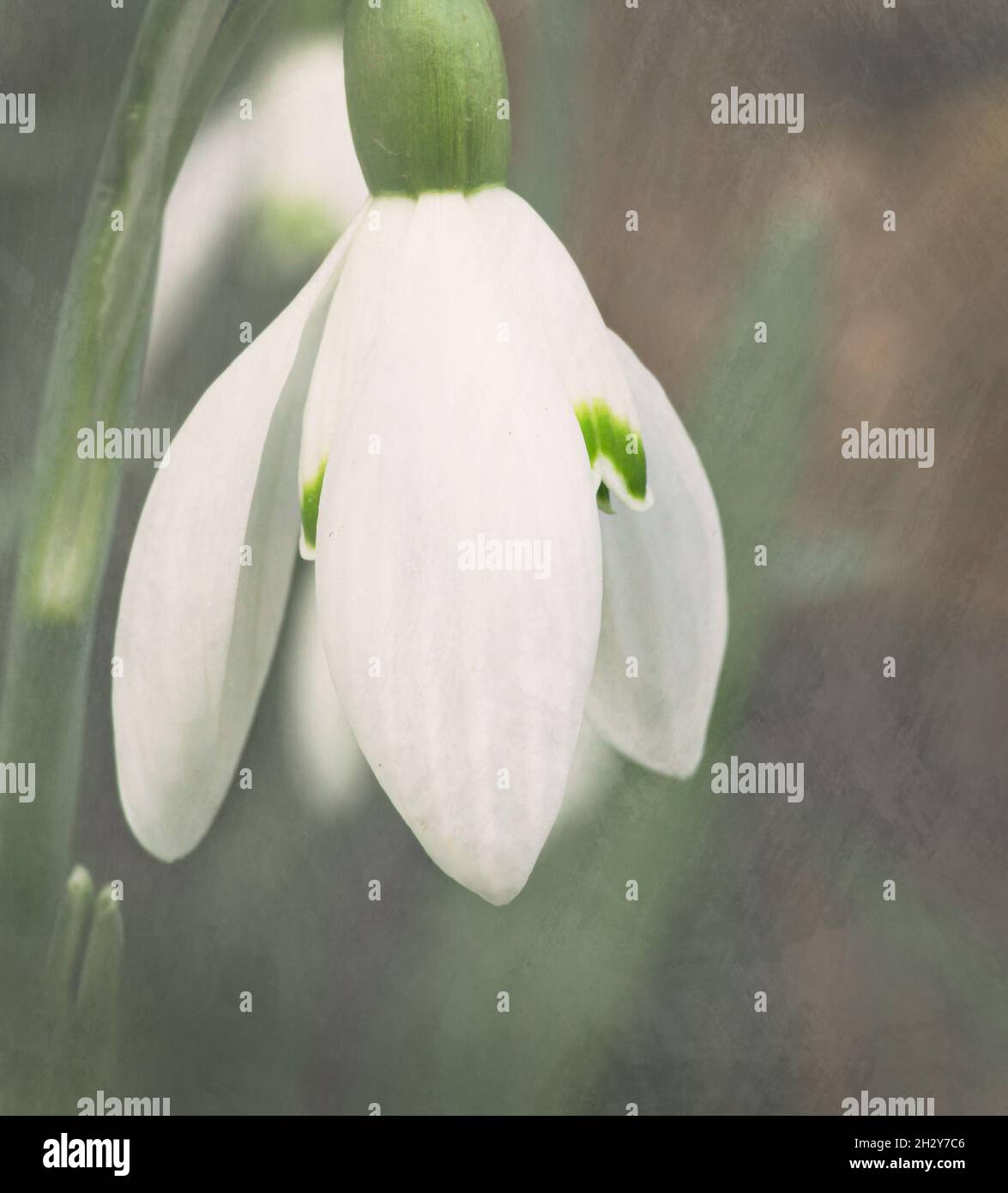 Fiore singolo di goccia di neve Foto Stock